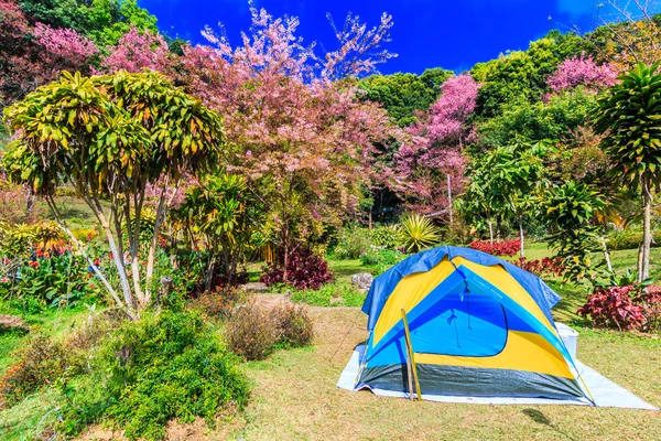 Sakura-Blüte in Thailand — Stockfoto