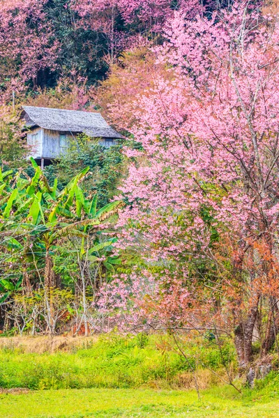 Flor de sakura en Tailandia —  Fotos de Stock