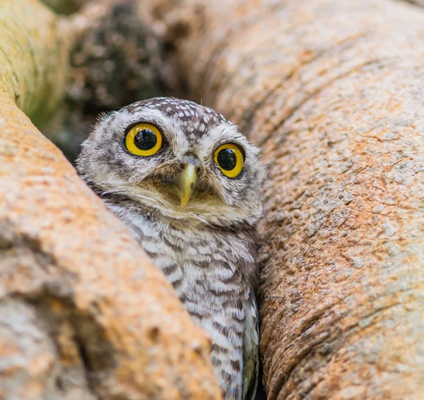 Wilde uilenvogel — Stockfoto