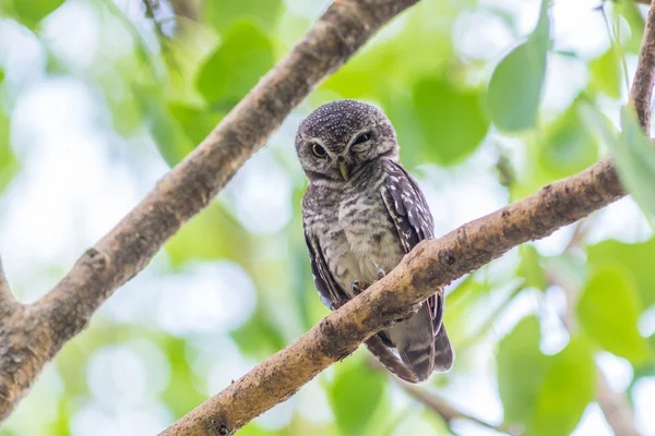 Wilde uilenvogel — Stockfoto