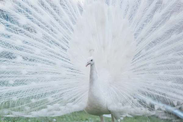 Nadir beyaz tavus kuşu — Stok fotoğraf