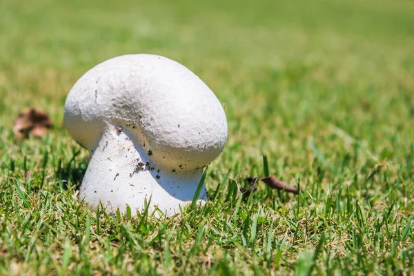 Fungo Cogumelo na grama — Fotografia de Stock