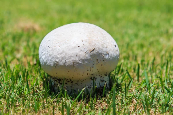 Fungus Mushroom in grass — Stock Photo, Image