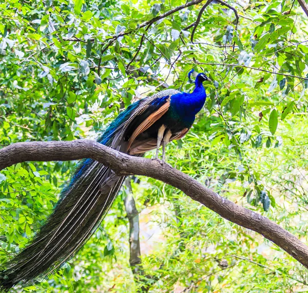 Pavão selvagem — Fotografia de Stock