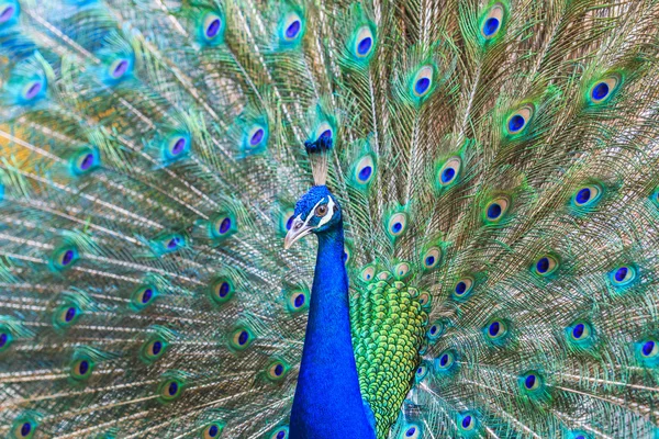 Wild peacock bird — Stock Photo, Image