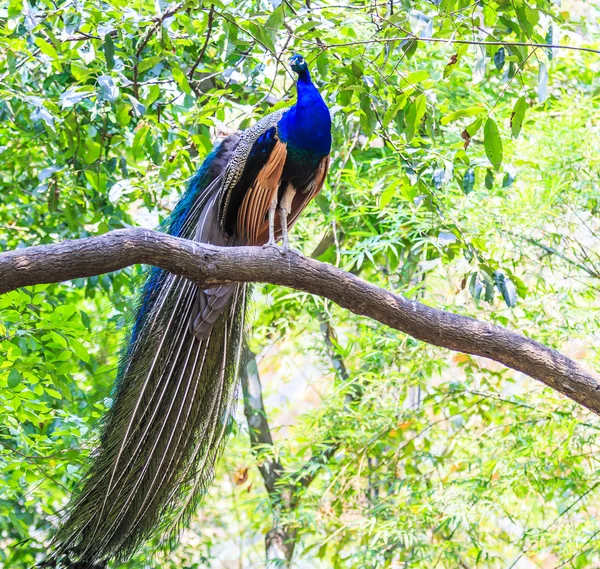 Pavão selvagem — Fotografia de Stock