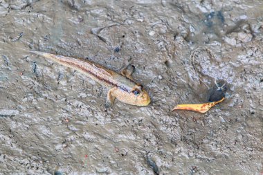 Tayland zıpzıpı balık