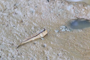 Tayland zıpzıpı balık