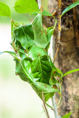 Asya karıncalar yuva