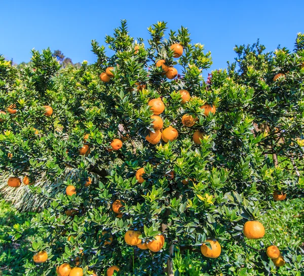 Ripe Oranges fruits — Stock Photo, Image