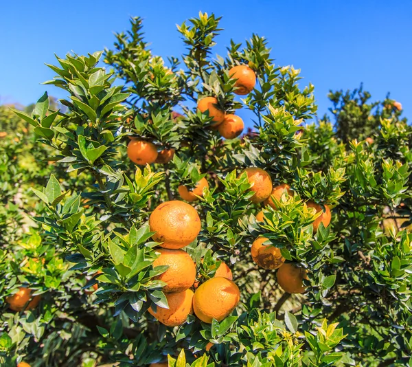 Ripe Oranges fruits — Stock Photo, Image