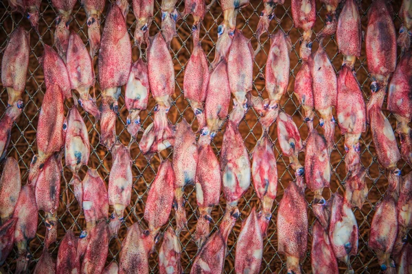 Getrocknete Tintenfische im Netz — Stockfoto