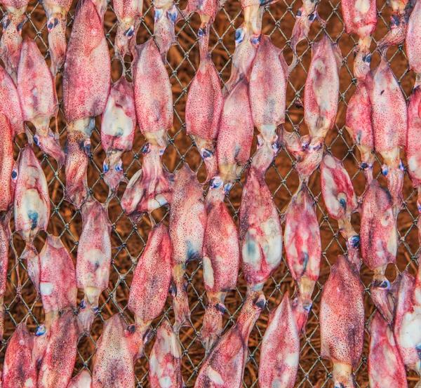 Dried squids on net — Stock Photo, Image