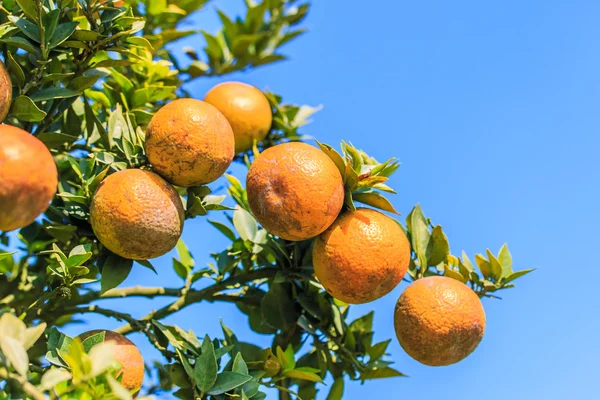 Oranges mûres fruits — Photo