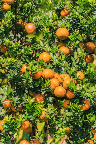 Ripe Oranges fruits — Stock Photo, Image