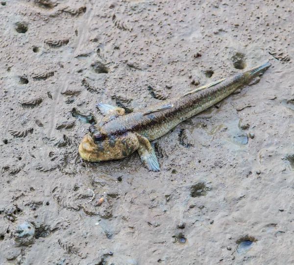 Tailândia Mudskipper peixe — Fotografia de Stock