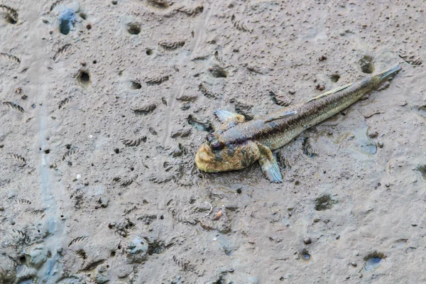 Thailandia Mudskipper pesce — Foto Stock