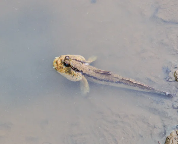 Thailändischer Schlammskipper — Stockfoto