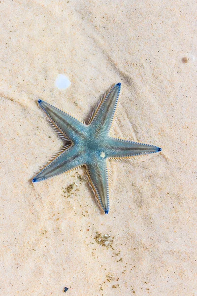 Seesterne am Strand — Stockfoto