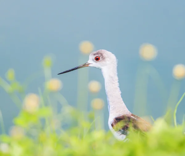 Seabird bataklık düdükçünü — Stok fotoğraf