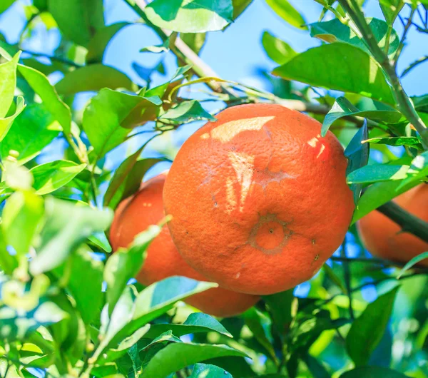 Oranges mûres fruits — Photo