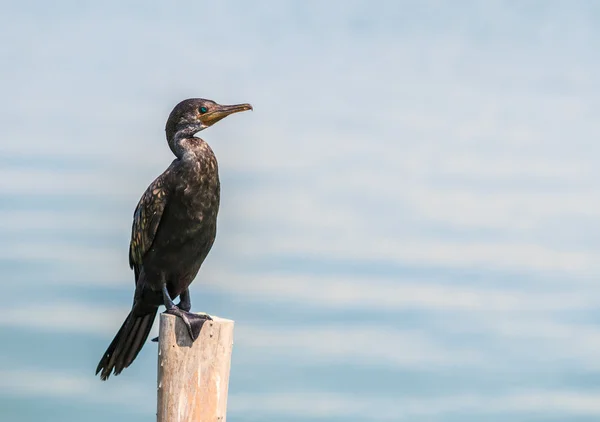 Javanese cormorant bird — Stock Photo, Image