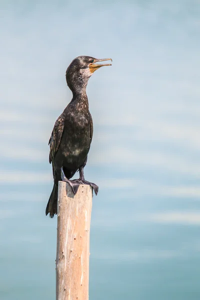 Javanese cormorant bird — Stock Photo, Image