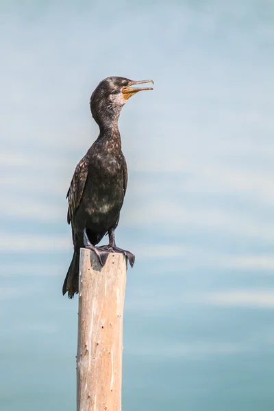 Jawajski Kormoran ptak — Zdjęcie stockowe