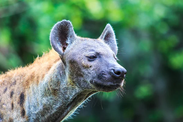 Hyäne Wildtier — Stockfoto