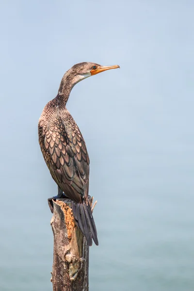 Uccello cormorano giavanese — Foto Stock
