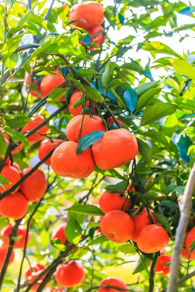 Ripe Oranges fruits — Stock Photo, Image