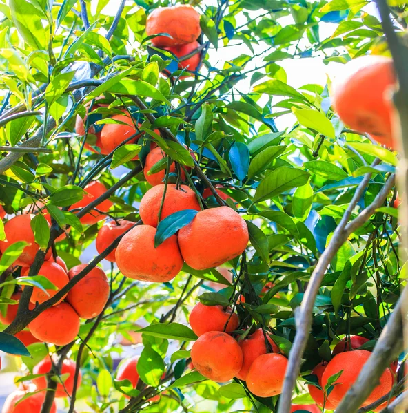 熟したオレンジの果物 — ストック写真