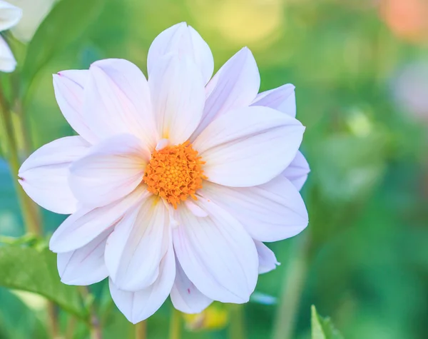 Flor de dalia floreciente —  Fotos de Stock