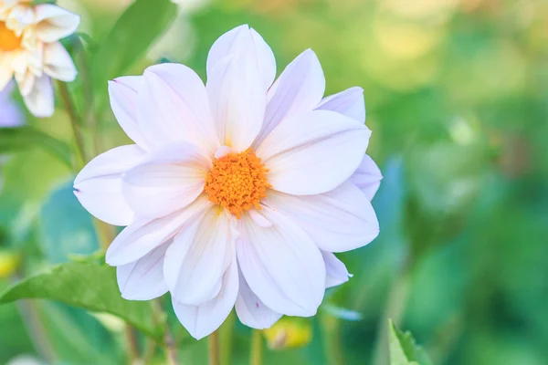 Blooming dahlia flower — Stock Photo, Image