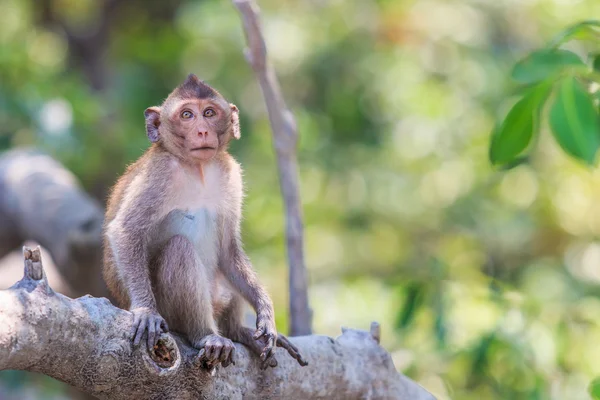 Krabbeetende Macaque – stockfoto