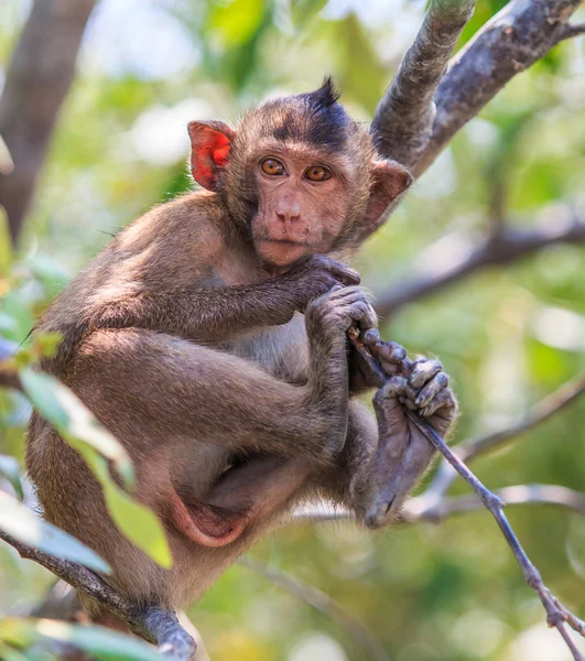 Macaco comedor de caranguejo — Fotografia de Stock