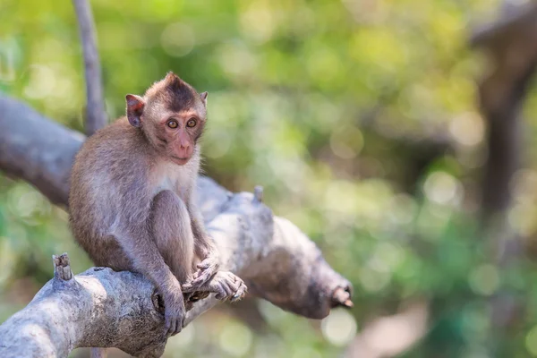 Crab-eating macaque — Stock Photo, Image