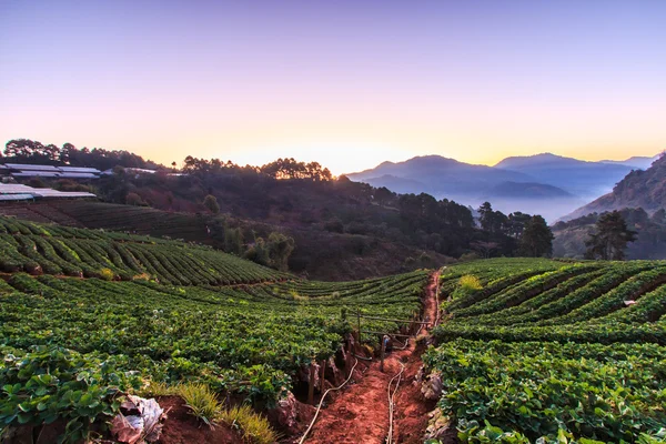 Giardino delle fragole a Doi Ang Khang — Foto Stock