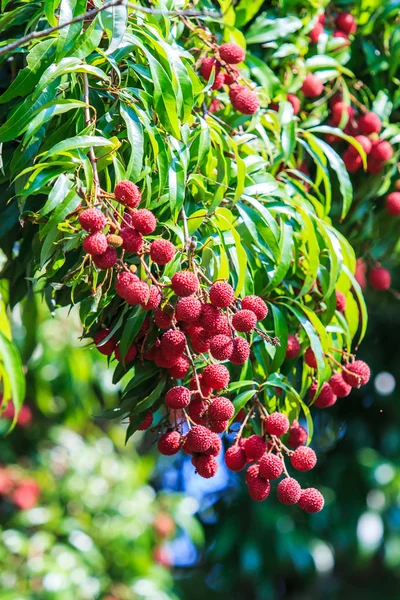 Rijp lychee vruchten — Stockfoto