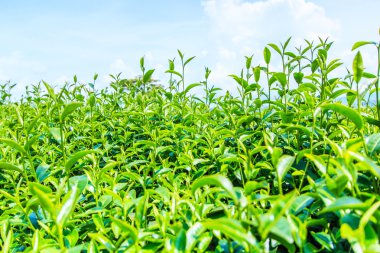 yeşil çay yaprakları