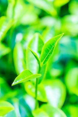 yeşil çay yaprakları