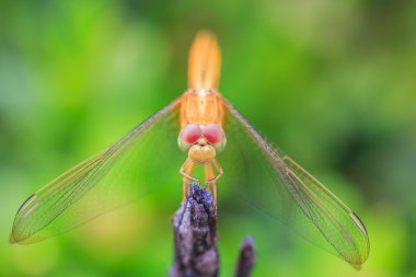 Yusufçuk böcek yakın çekim
