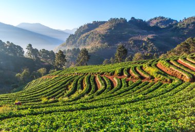 Doi Ang Khang, çilek Bahçe