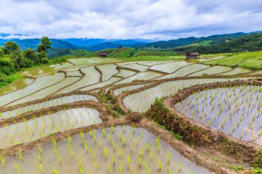 Pirinç tarlaları Tayland at