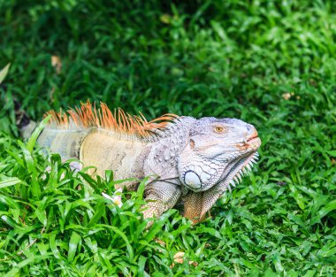 Hayvanat Bahçesi yeşil iguana