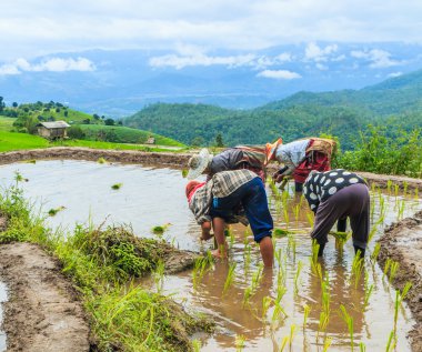 Pirinç fidan dikim çiftçiler