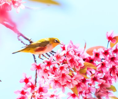 Cherry Blossom ağaçta kuş