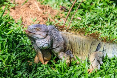 Hayvanat Bahçesi yeşil iguana