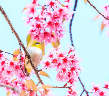 Cherry Blossom ağaçta kuş