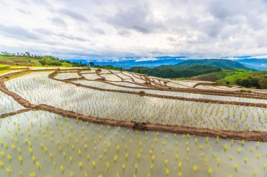 Pirinç tarlaları Tayland at